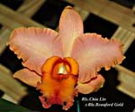 Rlc. Chia Lin x Rlc. Beauford Gold_9721