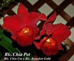 Rlc. Chia Pet_9719
