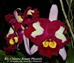 Rlc. Chinese Beauty Phoenix _9553
