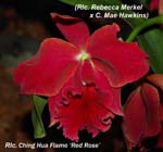 Rlc. Ching Hua Flame_5667