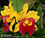 Rlc. Chunyeah (Rlc. Tassie Barbero x Rlc. Kuan-Miao Chen) _4418