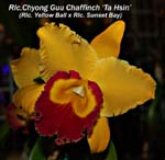Rlc. Chyong Guu Chaffinch _5983