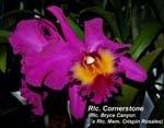 Rlc. Cornerstone (Rlc. Bryce Canyon x Rlc. Memoria Crispin Rosales) 2188