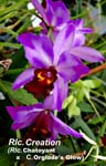 Rlc. Creation (Rlc. Chatoyant x C. Orglade s Glow)_0891