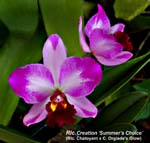 Rlc. Creation _6732