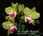 Rlc. Crowfield _0971