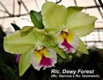 Rlc. Dewy Forest _5100
