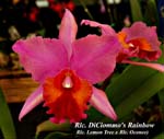 Rlc. DiCiommo's Rainbow (Rlc. Lemon Tree x Rlc. Oconee)_0426