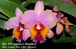 Rlc. DiCiommo's Rainbow _7010