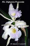 Rlc. Digbyano-Purpurata_5230