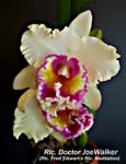 Rlc. Doctor Joe Walker_5886