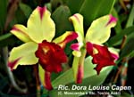 Rlc. Dora Louise Capen _4035