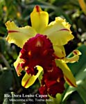 Rlc. Dora Louise Capen_7626