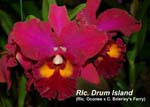 Rlc. Drum Island_4418