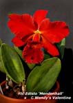 Rlc. Edisto 'Mendenhall' x C. Wendy's Valentine_1819