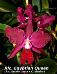 Rlc. Egyptian Queen _2387