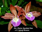 Rlc. Elaine Spotted Star x C. Island Breeze_2577