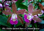 Rlc. Elaine Spotted Star x C. Island Breeze_1197