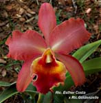 Rlc. Esther Costa x Rlc Goldenzelle_6721