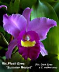 Rlc. Flash Eyes _6982