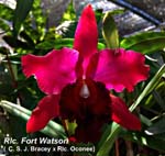 Rlc. Fort Watson (C. S. J. Bracey x Rlc. Oconee)_1326