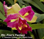 Rlc. Fran's Fantasy (C. Hawaiian Fantasy x Rlc. Waikiki Gold)_0539