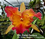 Rlc. Frank Fordyce (Rlc. Golden Slippers x C. Colorama)_0995