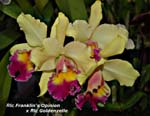 Rlc. Franklin's Opinion x Rlc. Goldenzelle_4273