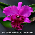 Rlc. Fred Stewart x C. Bonanza 2863