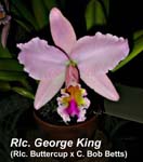 Rlc. George King ' Serendipity'