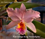 Rlc. George King 'Serendipity' 0006
