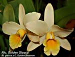 Rlc. Golden Glauca Rl. glauca x C. Gloden Blossom_2222