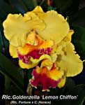 Rlc. Goldenzella 6531