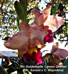 Rlc. Goldenzelle  x (Rlc. Sunset x C. Wayndora) _5000