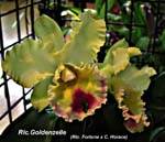 Rlc. Goldenzelle