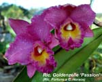 Rlc. Goldenzelle _Passion _1049