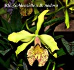 Rlc. Goldenzelle x B. nodosa_6065