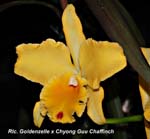 Rlc. Goldenzelle x Chyong Guu _9976
