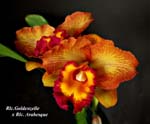 Rlc. Goldnzelle x Rlc. Arabesque_5434