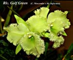Rlc. Golf Green    (C. Moscombe x Rl. digbyana)_5426