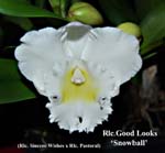 Rlc. Good Looks _8484