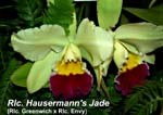 Rlc. Hausermann's Jade (Rlc. Greenwich x Rlc. Envy) _4635