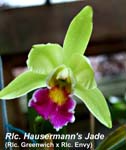 Rlc. Hausermann's Jade _3941