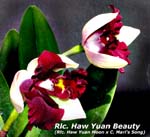 Rlc. Haw Yuan Beauty 3504