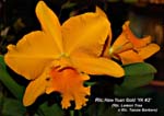 Rlc. Haw Yuan Gold _5976