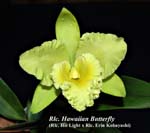 Rlc. Hawaiian Butterfly_4951