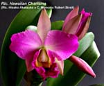 Rlc. Hawaiian Charisma 1159