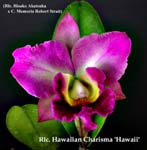 Rlc. Hawaiian Charisma 2004