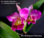 Rlc. Hawaiian Charisma 2881