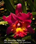 Rlc. Hawaiian Nigh Life 8053